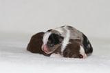 BERGER AUSTRALIEN PUPPIES 901
